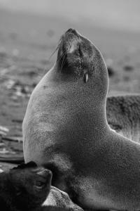 Antarctic fur seal, South Georgia Island