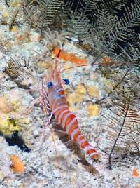 Striped hinge-beak shrimp at Grottes de Gadji