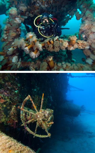 Wreck images by Larry Cohen