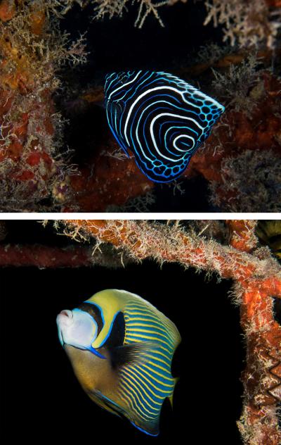 Emperor angelfish images by Brandi Mueller