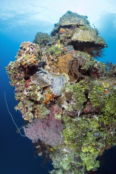 Colorful corals, sponges and sea fans growing on the king post of the Fujikawa Maru.