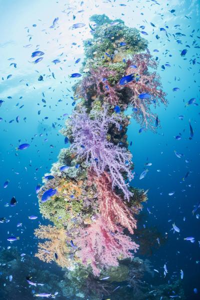 Colorful soft corals and school of goldtail demoiselle fish engulf the king post on the Kensho Maru.