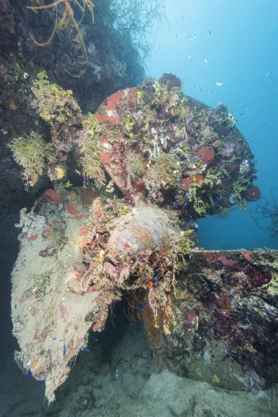 Starboard propeller, covered in colorful encrusting corals, sponges and algae on IJN Susuki patrol boat PB-34.