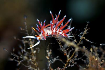 Cratena peregrina nudibranch. Photo by Michael Salvarezza and Christopher P. Weaver.