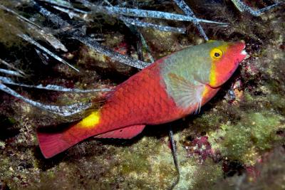 Mediterranean parrotfish. Photo by Michael Salvarezza and Christopher P. Weaver.