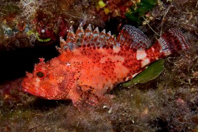 Scorpionfish. Photo by Michael Salvarezza and Christopher P. Weaver.