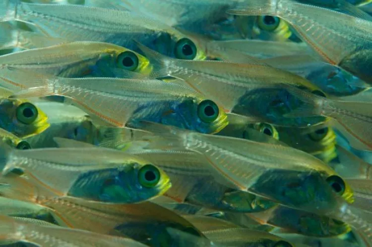 Tight school of glassfish in the bay of Aqaba