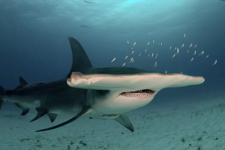 The great hammerhead (Sphyrna mokarran) is the largest species of hammerhead shark