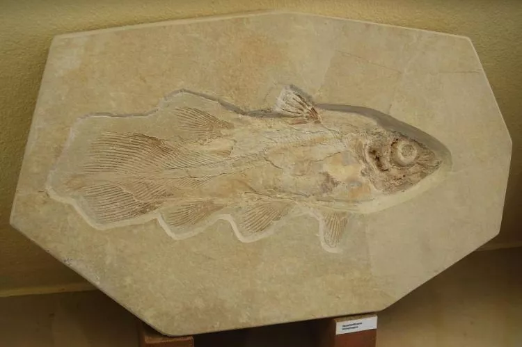 Fossil Coelacanth