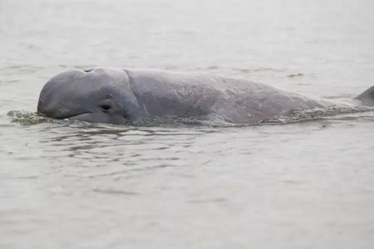 The Irrawaddy dolphin (Orcaella brevirostris) can be found in scattered subpopulations near sea coasts and in estuaries and rivers in parts of the Bay of Bengal and Southeast Asia