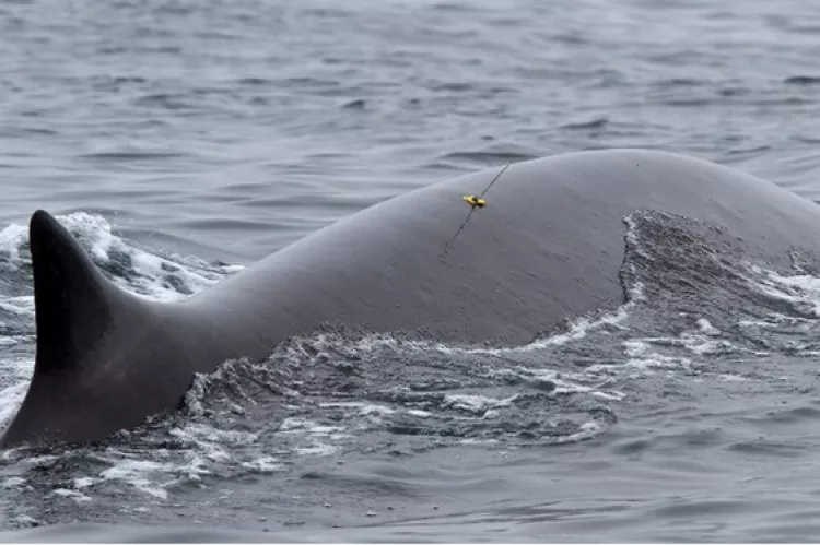 A tagged fin whale