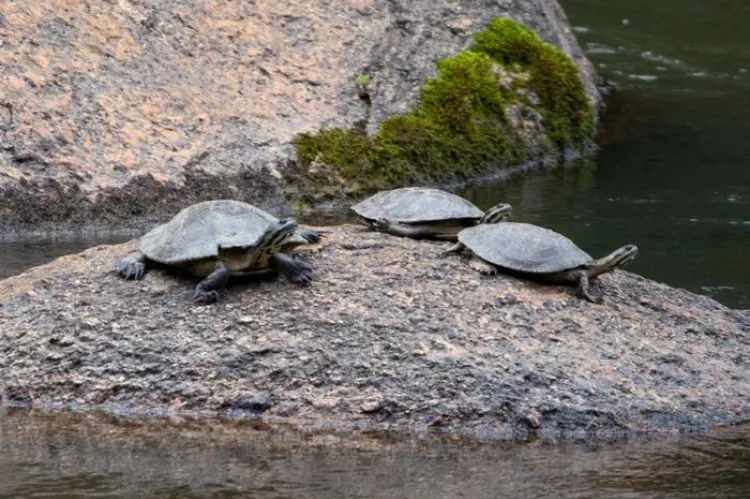 Image shows three turtles on a sandy mound surrounded by water, in a natural environment