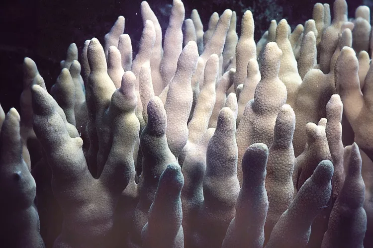 Porites cylindrica. Great Barrier Reef, Australia. Compact branches in a sheltered lagoon.