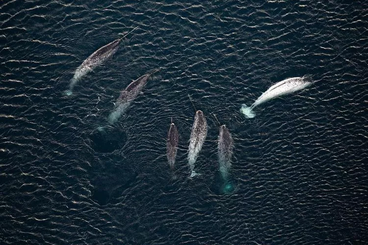 Six narwhals swimming in the sea, in an overhead photo