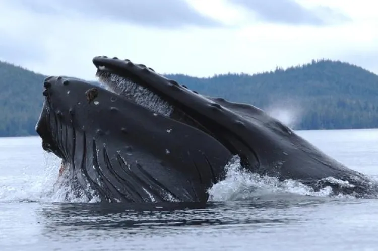 Humpback whale strains krill in Alaska