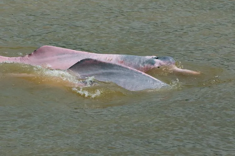 Nine countries have signed the Global Declaration for River Dolphins, a significant step towards global wildlife conservation. 