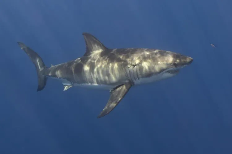 A great white shark