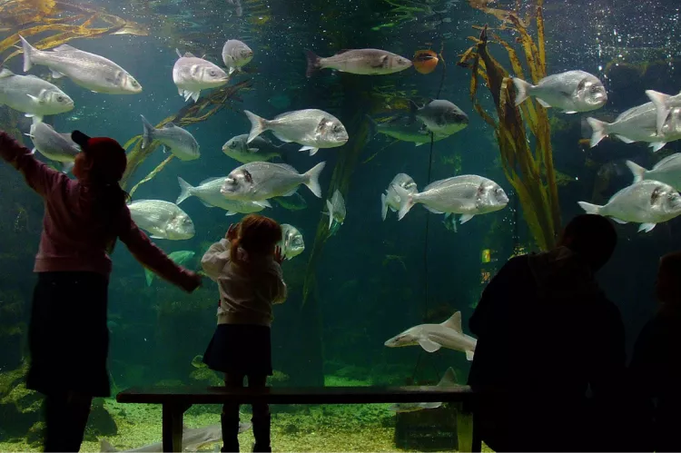 Anglesey Sea Zoo has over 40 tanks displaying the best of British marine wildlife