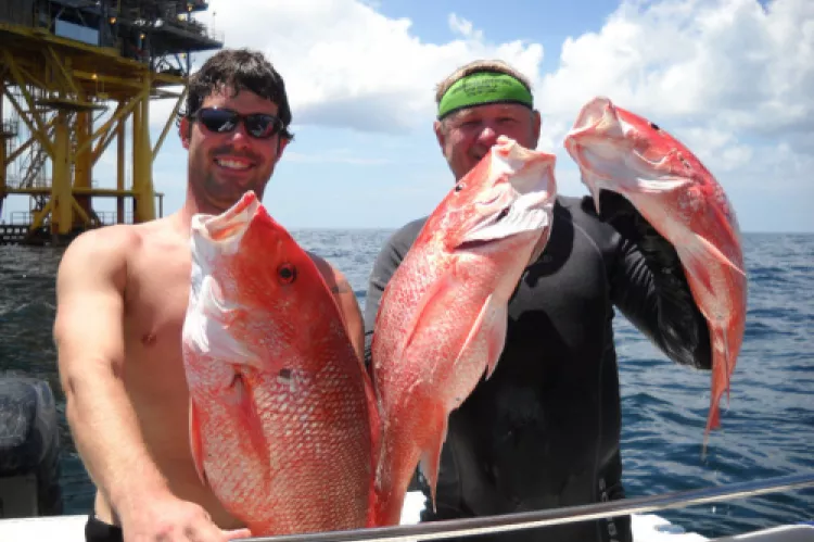 Oil rigs in the background, no oil, and big healthy fish.