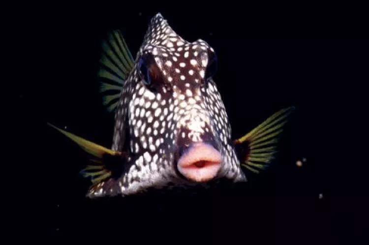 Smooth Trunkfish (Lactophrys triqueter). The first alien species found in Italian waters was observed in the Genoa harbor back to a century ago, and is native to the western central Atlantic.