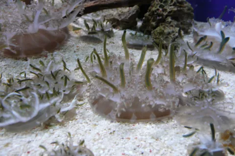 Here's what the Cassiopea xamachana jellyfish looks like. Photo taken at aquarium in Loro Parque