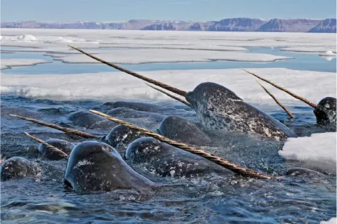 Narwhals in dense pack ice