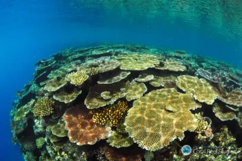 Corals in the Pacific Ocean