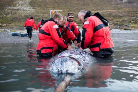 Narwhal being tagged.
