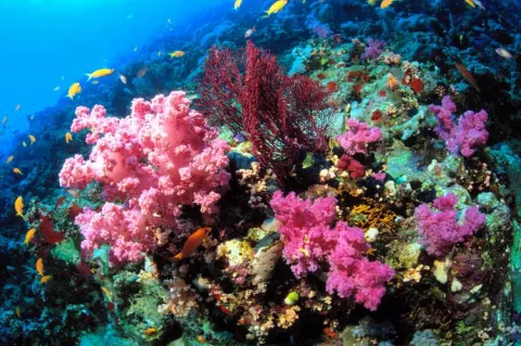 Corals in the bay of Aqaba, Red Sea