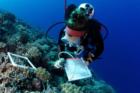Diver documenting corals for the Khaled bin Sultan Living Oceans Foundation's Global Reef Expedition survey.