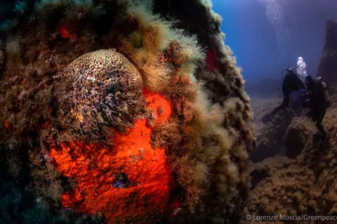 Partically bleached coral in the Mediterranean Sea, Cape Carbonara, Sardinia. Photo by Lorenzo Moscia