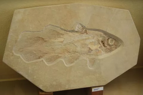 Fossil Coelacanth
