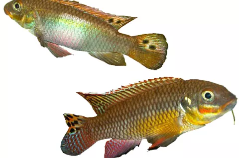 Male cichlid fish, Pelvicachromis taeniatus, prefer females with a larger pelvic fin, which indicates good body condition, proving that male mate choice may lead to changes in the scale of a female sexual trait. 