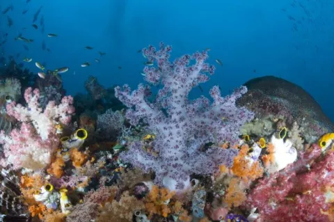 Coral reef (DI02213) Photo by Kathy Krucker