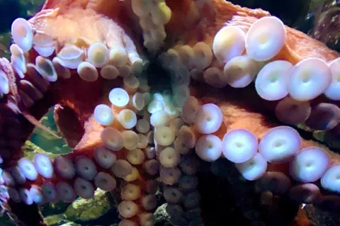 Underview of octopus arms featuring the suckers attached to the aquarium glass 