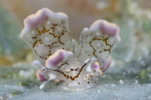Tiny flower butterfly seaslug, Cyerce sp. Photo by Kate Jonker