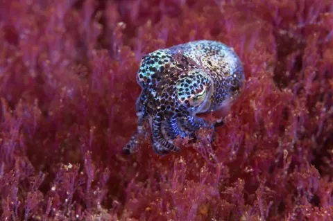 Bobtail squid at Beangabang, Alor, Indonesia