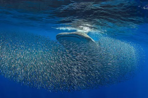 Whale shark feeding on bait ball of snipefish in the Azores 