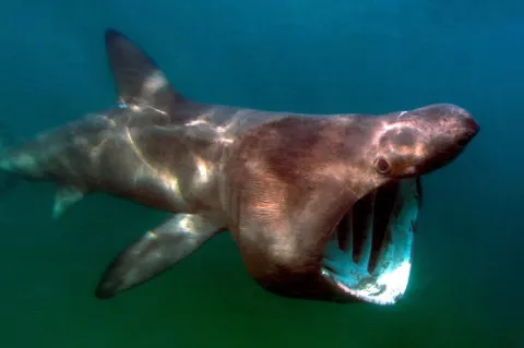 The revelation that basking sharks are partially warm-blooded adds a fascinating layer to our knowledge of these gentle giants. It underscores the complexity of marine life and the continuous surprises it holds. 