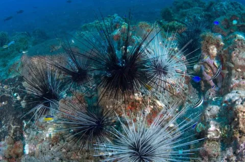 Long-spined sea urchins