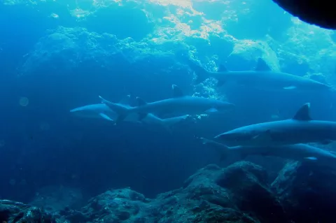 Whitetip reef sharks on a reef