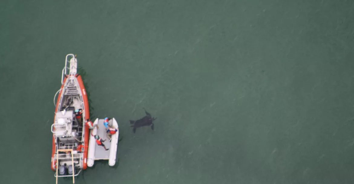 Aerial shot showing a turtle being released from a dinghy. Beside the dinghy is a boat.