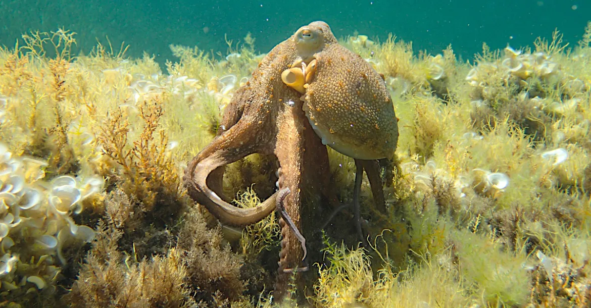 Common octopus