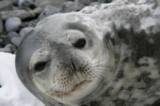 A curious Weddell seal