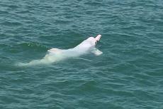 Adult Chinese white dolphin swimming off the coast of Lantau Island, Hong Kong