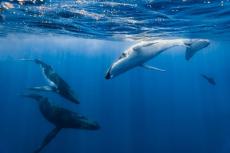 Humpbacks in the South Pacific 