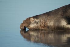 Male northern elephant seal