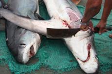 Shark fishing mortality