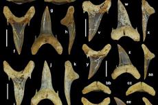 Palaeohypotodus bizzocoi teeth.