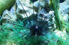 The long-spined sea urchin, Diadema antillarum
